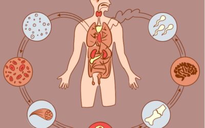 Sapta Dhatus. Los 7 tejidos del cuerpo humano.